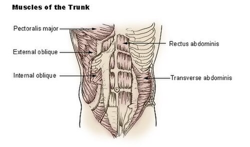 external oblique muscle